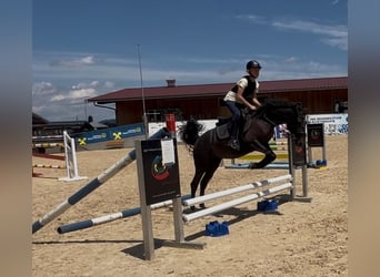 Classic Pony, Mare, 4 years, 14,1 hh, Gray-Fleabitten