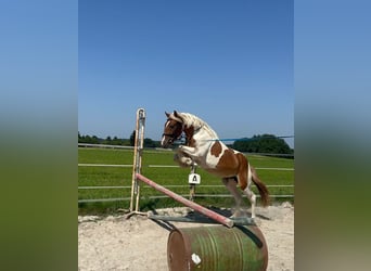 Classic Pony, Mare, 4 years, 14,2 hh, Pinto