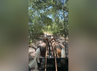 Classic Pony Mix, Mare, 5 years, 11.2 hh, Pearl