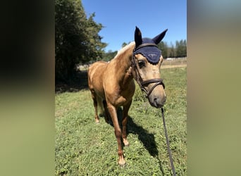 Classic Pony, Mare, 5 years, 12.2 hh, Palomino