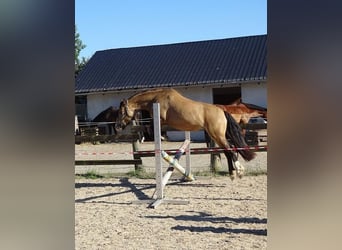 Classic Pony Mix, Mare, 5 years, 13.1 hh, Dun