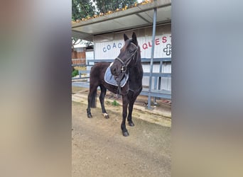 Classic Pony, Mare, 5 years, 13,2 hh, Black