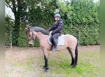 Classic Pony, Mare, 6 years, 15.1 hh, Brown-Light