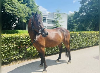 Classic Pony, Mare, 8 years, 12,1 hh, Bay-Dark