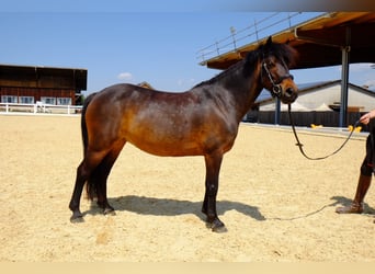 Classic Pony, Mare, 8 years, 12,1 hh, Bay-Dark