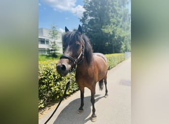 Classic Pony, Mare, 8 years, 12,1 hh, Bay-Dark