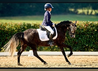 Classic Pony, Mare, 8 years, 13.1 hh, Grey-Dapple