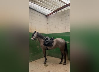 Classic Pony, Mare, 8 years, 13.1 hh, Grey-Dapple