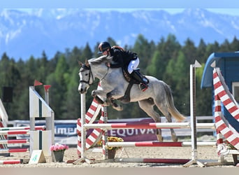 Classic Pony, Mare, 8 years, 14.1 hh, Grey-Dapple