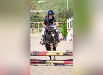 Classic Pony, Mare, 9 years, 10.2 hh, Pinto