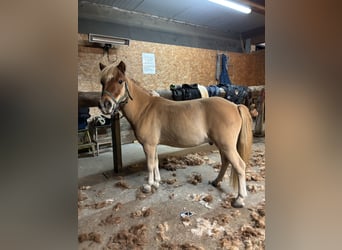 Classic Pony Mix, Mare, 9 years, 10,1 hh, Chestnut-Red
