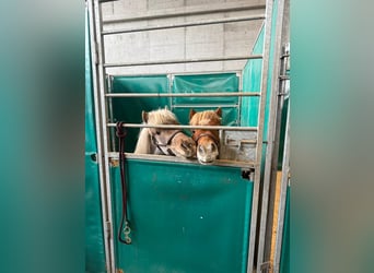 Classic Pony Mix, Mare, 9 years, 10,1 hh, Chestnut-Red