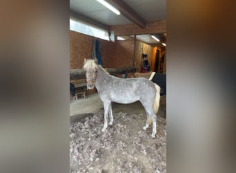 Classic Pony Mix, Mare, 9 years, 10,1 hh, Chestnut-Red
