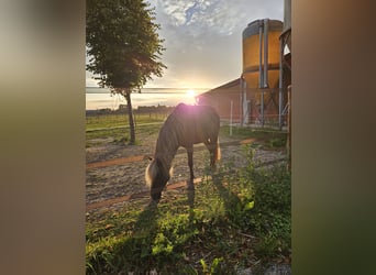 Classic Pony, Mare, 9 years, 11 hh, Dun