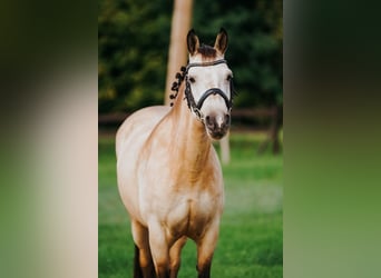 Classic Pony, Mare, 9 years, 14.1 hh, Buckskin Classic Pony, Mare, 9 years, 14.1 hh, Buckskin