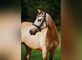 Classic Pony, Mare, 9 years, 14.1 hh, Buckskin Classic Pony, Mare, 9 years, 14.1 hh, Buckskin