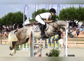 Classic Pony, Mare, 9 years, 14,2 hh, Gray