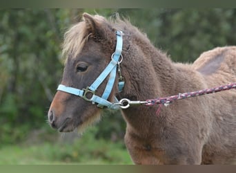 Classic Pony, Stute, Fohlen (01/2024), 10,2 hh, Dunkelbrauner