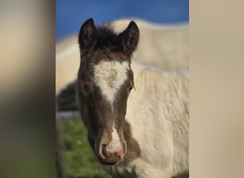 Classic Pony Mix, Mare, Foal (03/2025), 13.2 hh, Champagne