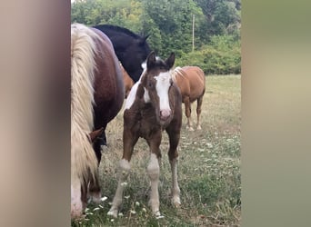 Classic Pony Mix, Mare, Foal (07/2025), 14.1 hh, Champagne