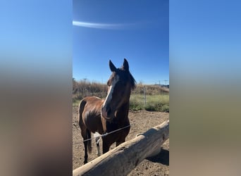 Classic Pony, Merrie, 10 Jaar, 122 cm, Bruin