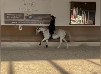 Classic Pony, Merrie, 10 Jaar, 147 cm, Schimmel