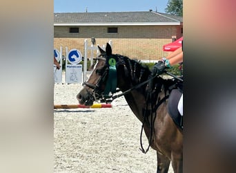 Classic Pony, Merrie, 11 Jaar, 122 cm, Bruin