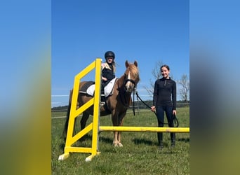 Classic Pony, Merrie, 12 Jaar, 145 cm, Lichtbruin