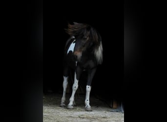 Classic Pony, Merrie, 14 Jaar, 106 cm, Gevlekt-paard