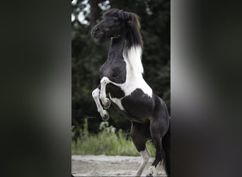 Classic Pony, Merrie, 14 Jaar, 106 cm, Gevlekt-paard