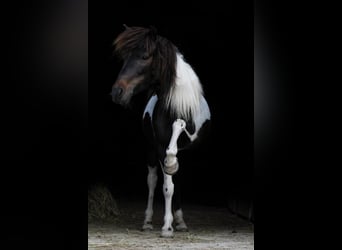 Classic Pony, Merrie, 14 Jaar, 106 cm, Gevlekt-paard