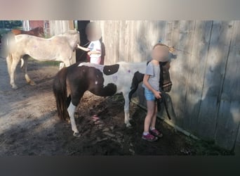 Classic Pony, Merrie, 14 Jaar, 106 cm, Gevlekt-paard