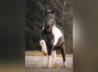 Classic Pony, Merrie, 14 Jaar, 106 cm, Gevlekt-paard
