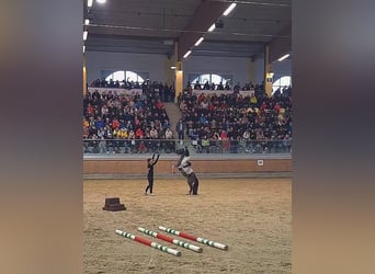 Classic Pony, Merrie, 14 Jaar, 106 cm, Gevlekt-paard
