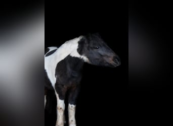 Classic Pony, Merrie, 14 Jaar, 106 cm, Gevlekt-paard