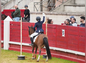 Classic Pony, Merrie, 14 Jaar, 124 cm, Bruin
