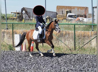 Classic Pony, Merrie, 14 Jaar, 124 cm, Bruin