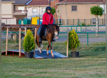 Classic Pony, Merrie, 14 Jaar, 124 cm, Bruin