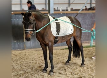 Classic Pony Mix, Merrie, 14 Jaar, 125 cm, Bruin