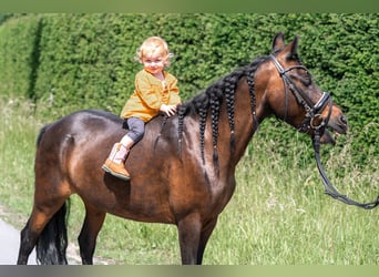 Classic Pony Mix, Merrie, 14 Jaar, 125 cm, Bruin