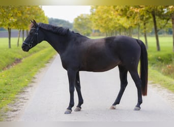 Classic Pony, Merrie, 14 Jaar, 145 cm, Zwart