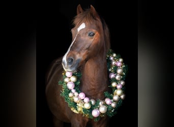 Classic Pony, Merrie, 15 Jaar, 136 cm, Donkere-vos