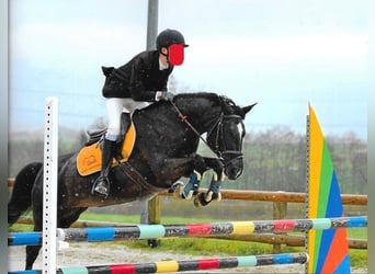 Classic Pony, Merrie, 15 Jaar, 148 cm, Zwart