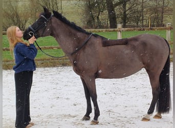 Classic Pony, Merrie, 15 Jaar, 148 cm, Zwart