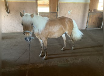 Classic Pony, Merrie, 16 Jaar, 115 cm, Vos