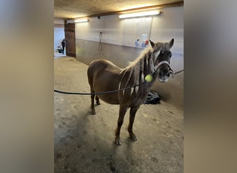 Classic Pony, Merrie, 1 Jaar, 110 cm, Donkere-vos