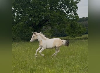 Classic Pony Mix, Merrie, 1 Jaar, 150 cm, Champagne