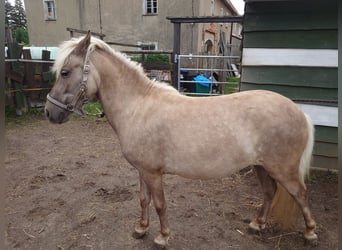 Classic Pony, Merrie, 2 Jaar, 105 cm