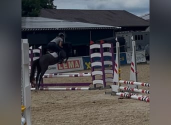 Classic Pony, Merrie, 4 Jaar, 147 cm, Vliegenschimmel