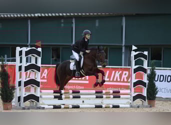 Classic Pony Mix, Merrie, 4 Jaar, 149 cm, Bruin